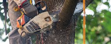 How Our Tree Care Process Works  in  Annandale, NJ