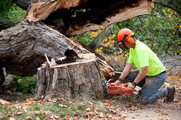 Leaf Removal Services